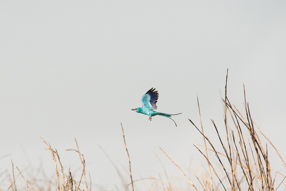 Bird life in Garamba National Park, DRC.